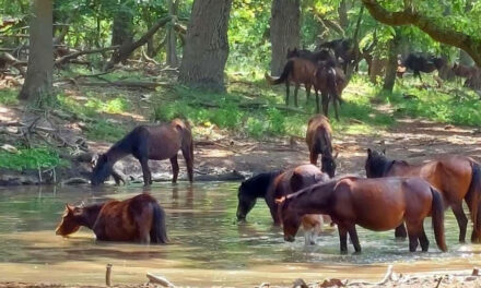 Cailor liberi din Delta Dunării li se caută stăpâni