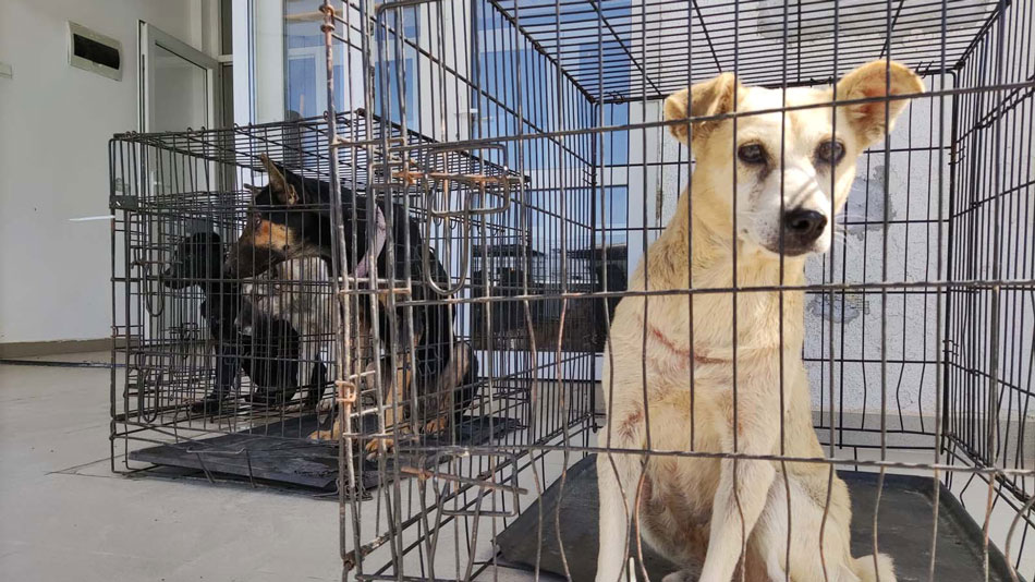 Campanie de sterilizare gratuită a câinilor şi pisicilor de rasă comună, la Topolog şi Greci