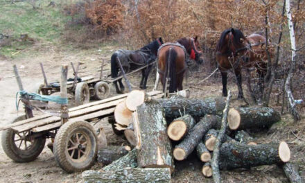 Hoţi de lemne în pădurile tulcene