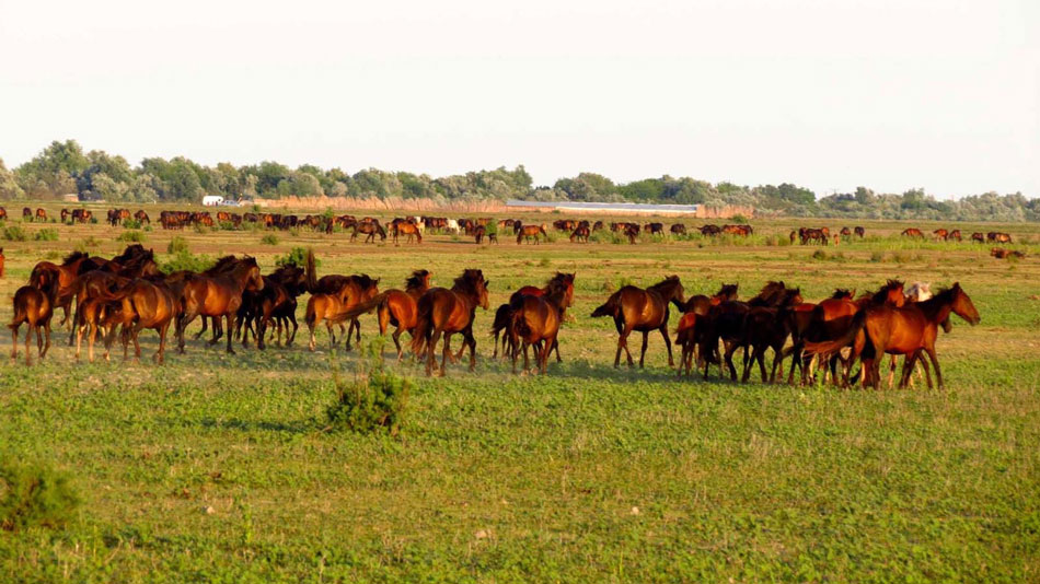 Primarii, trimişi să numere caii sălbăticiţi din Deltă