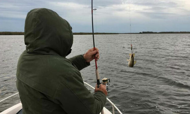 Liber la pescuit ştiucă. Pescarii sportivi pot reţine un singur exemplar