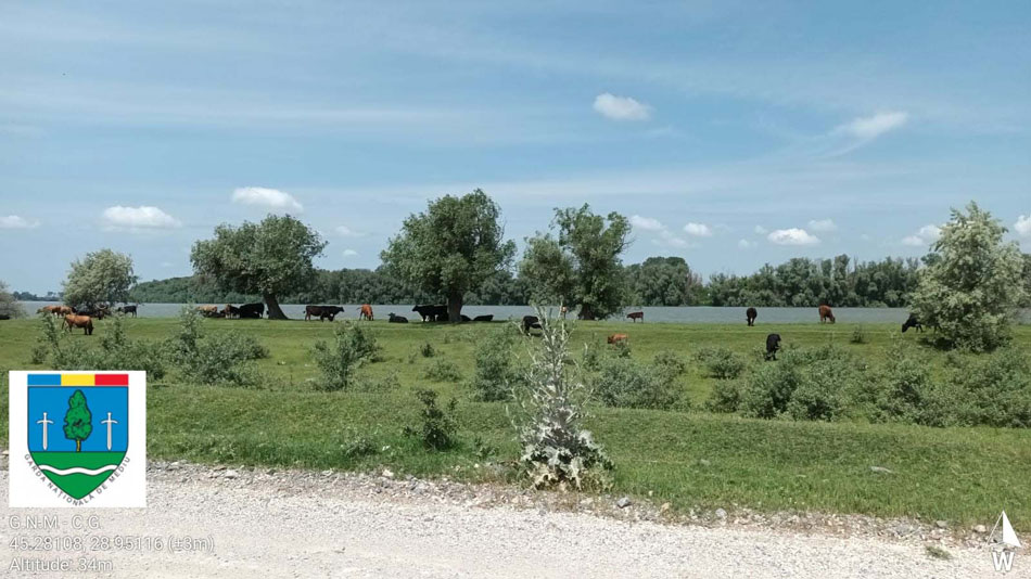 Amenzi de zeci de mii de lei pentru creşterea fără autorizaţie a animalelor în Delta Dunării