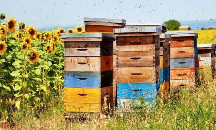 “To BEE or Not To BEE”, petiţia apicultorilor pentru salvarea albinelor