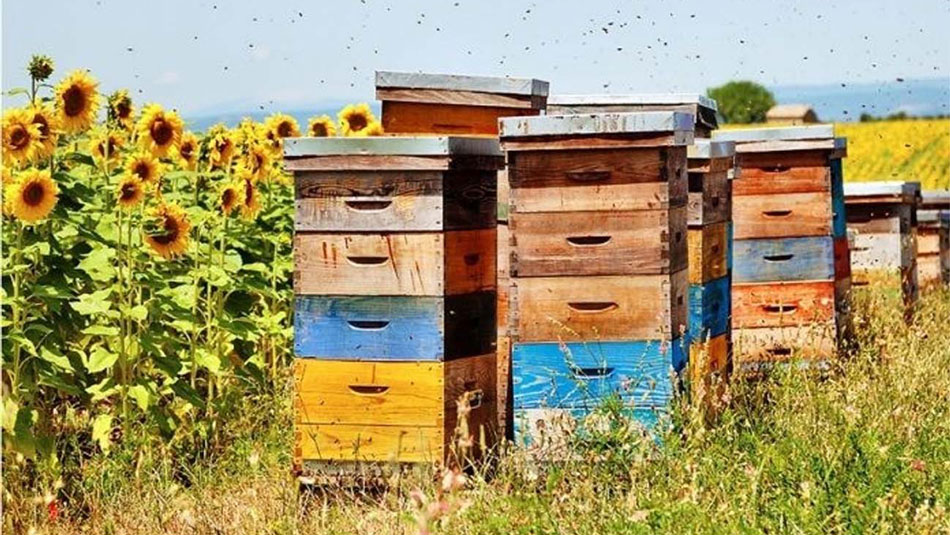 “To BEE or Not To BEE”, petiţia apicultorilor pentru salvarea albinelor