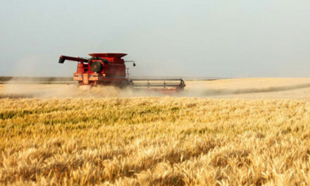 Firmă de cultivarea cerealelor din Tulcea, amendată pentru muncă la negru