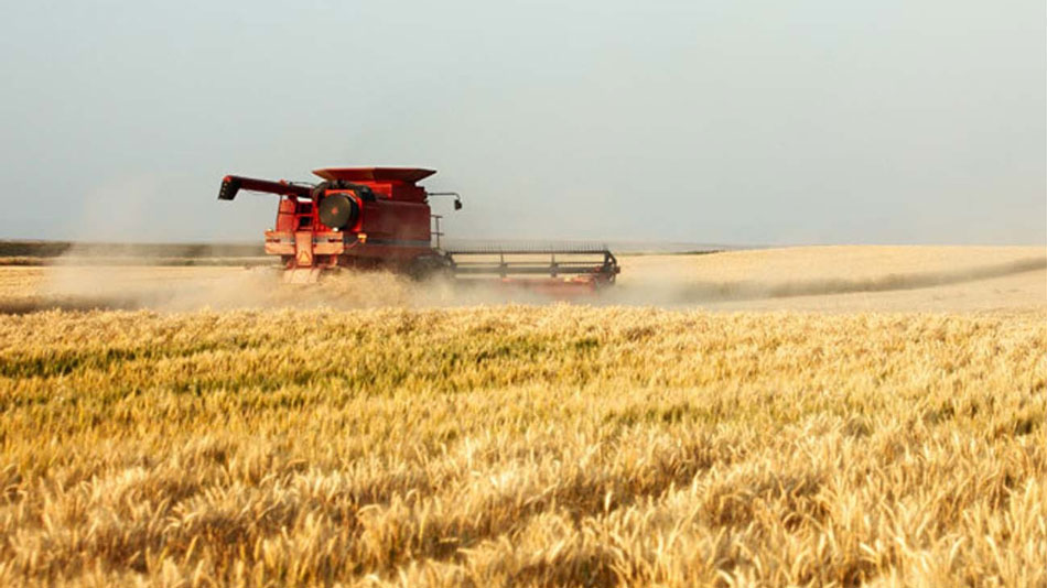 Firmă de cultivarea cerealelor din Tulcea, amendată pentru muncă la negru