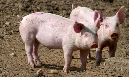 Focar de pestă la Măcin: Au fost ucişi peste 400 de porci dintr-o fermă autorizată