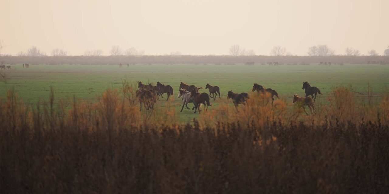 Caii sălbatici din Delta Dunării au ajuns la Avocatul Poporului