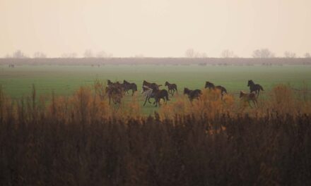 Caii sălbatici din Delta Dunării au ajuns la Avocatul Poporului