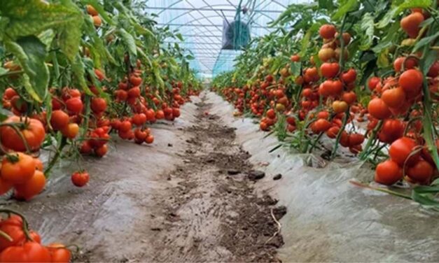 Programul „Tomata” la Tulcea: 34 de fermieri au scos la vânzare peste 10 tone de roşii