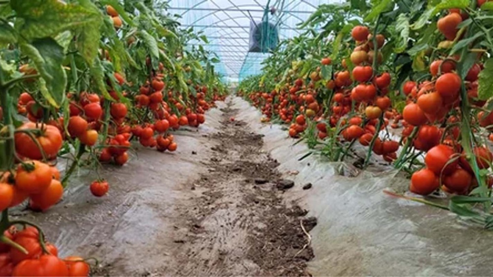 Programul „Tomata” la Tulcea: 34 de fermieri au scos la vânzare peste 10 tone de roşii