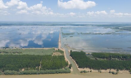 WWF-România: O zonă umedă renaturată din Delta Dunării ar putea fi transformată din nou în teren agricol