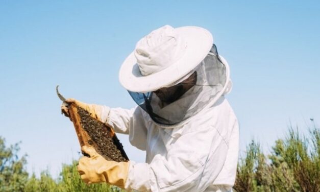 Ajutor financiar pentru crescătorii de albine. Peste 350 cereri depuse la Tulcea