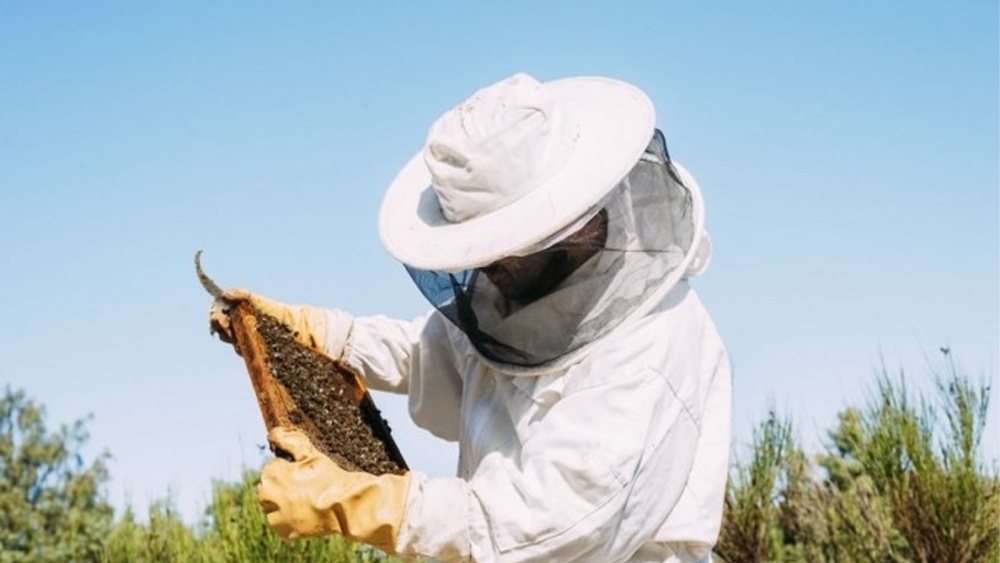 Ajutor financiar pentru crescătorii de albine. Peste 350 cereri depuse la Tulcea