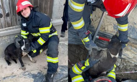 Câine căzut într-o groapă de patru metri, salvat de pompieri, pe strada Avram Iancu din municipiu