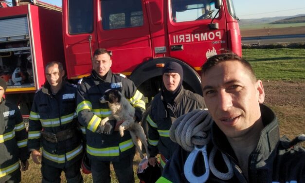 Două căţeluşe, salvate de pompieri dintr-un puţ de 8 metri, în Slava Rusă