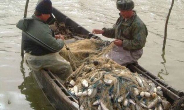 Raportarea capturilor de scrumbie, contestată de unii pescari din Delta Dunării
