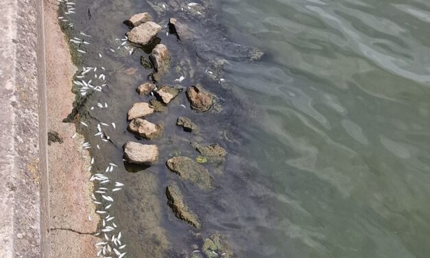 Peşti morţi din cauza caniculei, pe Lacul Ciuperca