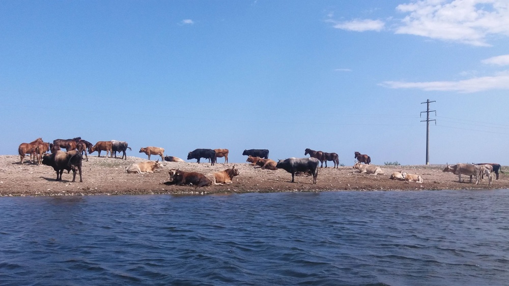 Concesionarea terenurilor din Delta Dunării, pusă pe pauză la cererea crescătorilor de animale