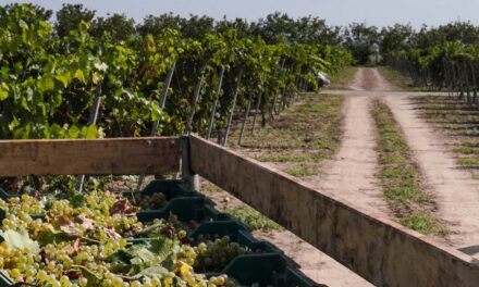 Viile, culese mai devreme ca în anii trecuţi. Producţiile sunt mai mici, dar calitatea strugurilor este foarte bună