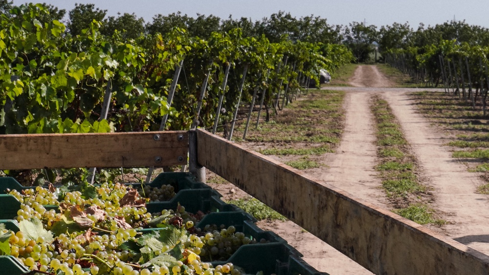 Viile, culese mai devreme ca în anii trecuţi. Producţiile sunt mai mici, dar calitatea strugurilor este foarte bună