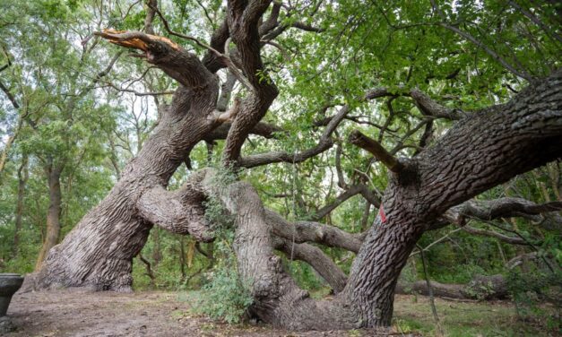 „Stejarul îngenuncheat” de la Caraorman va fi declarat monument al naturii