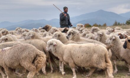 Liber, din nou, la exportul de ovine, către Regatul Arabiei Saudite: circa 80.000 de capete vor pleca din Stejaru