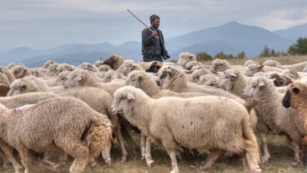 Liber, din nou, la exportul de ovine, către Regatul Arabiei Saudite: circa 80.000 de capete vor pleca din Stejaru