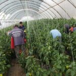 Aproape 25.000 lei pentru cinci producători de legume din Tulcea