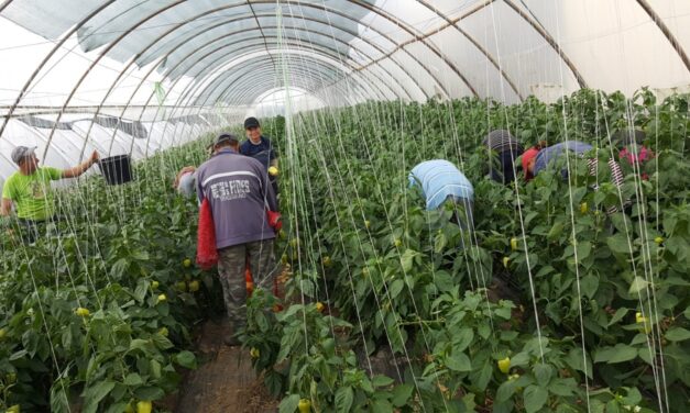 Aproape 25.000 lei pentru cinci producători de legume din Tulcea