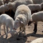 Veste bună pentru tulceni înaintea Paştelui. Scade preţul mieilor