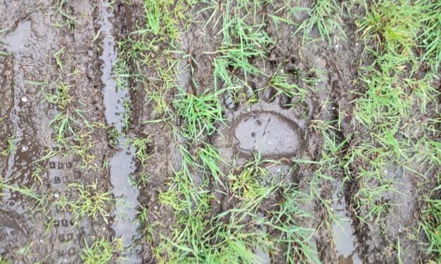 Urme de urs, plantate în Munţii Măcinului. Administraţia Parcului îl caută pe vinovat