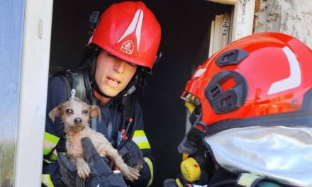 Căţel salvat de pompieri dintr-o locuinţă care a luat foc