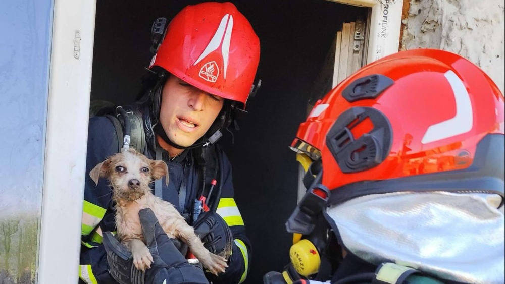 Căţel salvat de pompieri dintr-o locuinţă care a luat foc