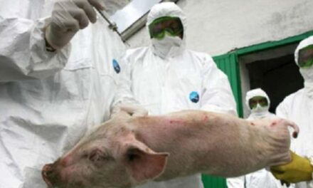 DSVSA Tulcea confirmă un focar de pestă porcină africană în localitatea Nicolae Bălcescu