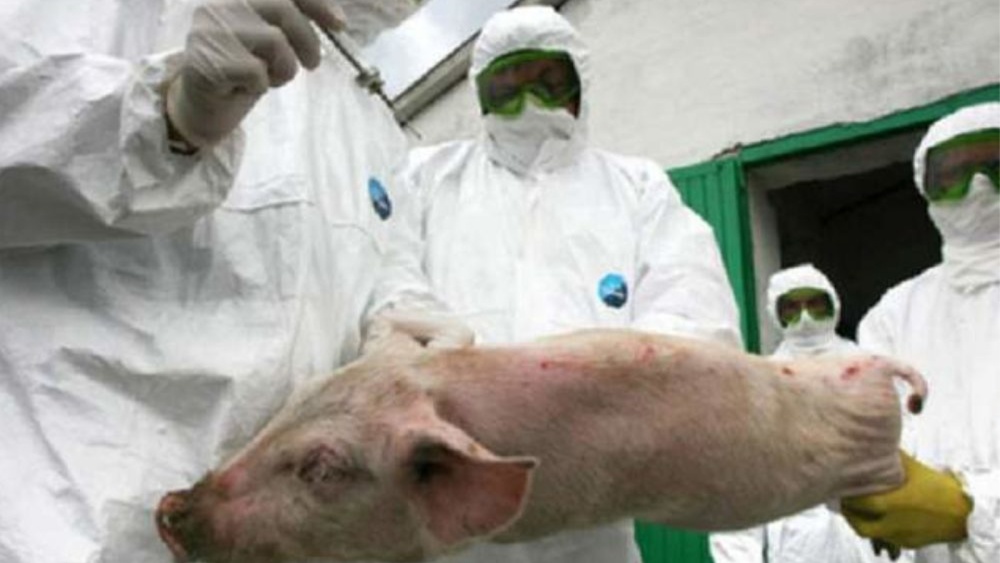 DSVSA Tulcea confirmă un focar de pestă porcină africană în localitatea Nicolae Bălcescu