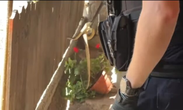 Şarpe ascuns într-o glastră, pe pervazul unei case din Izvoarele
