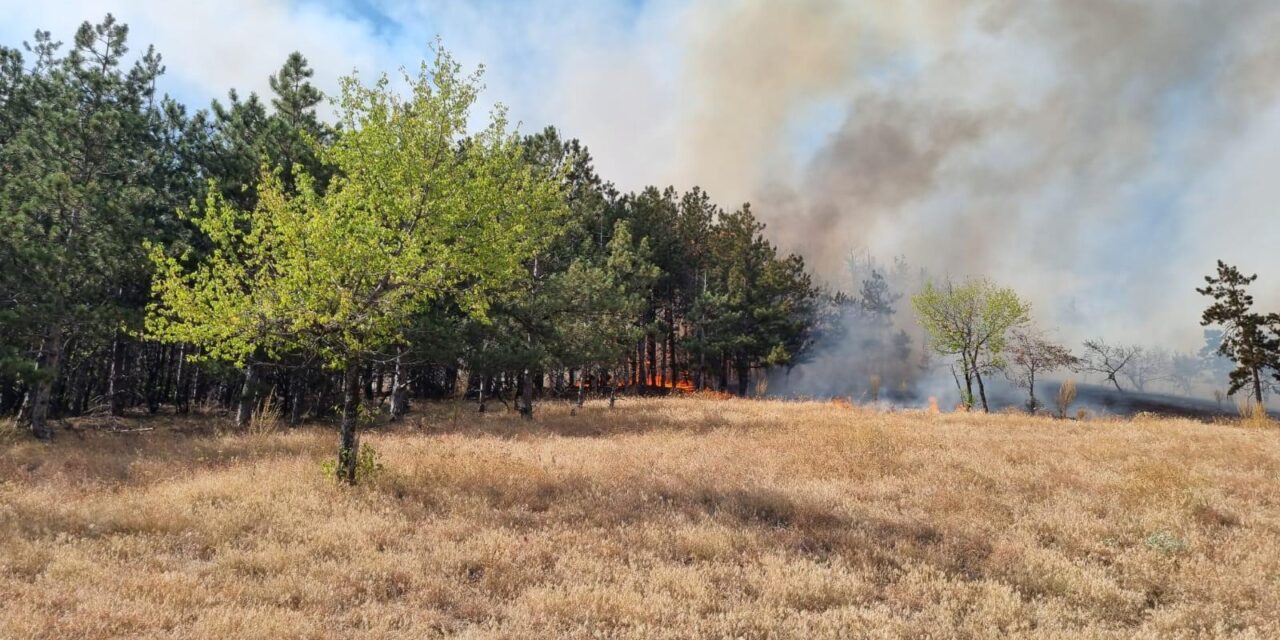 Incendiu la Greci. Arde pădurea!