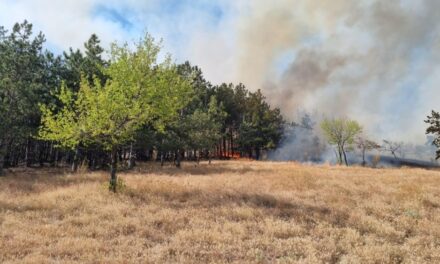 Incendiu la Greci. Arde pădurea!