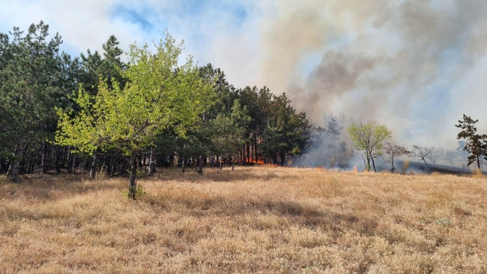 Incendiu la Greci. Arde pădurea!