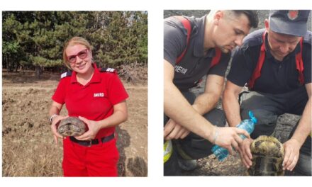 Circa 20 de broscuţe ţestoase salvate de pompieri din incendiul izbucnit lângă Greci