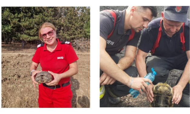 Circa 20 de broscuţe ţestoase salvate de pompieri din incendiul izbucnit lângă Greci