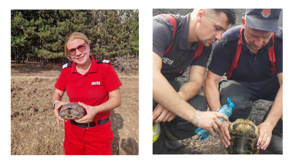 Circa 20 de broscuţe ţestoase salvate de pompieri din incendiul izbucnit lângă Greci