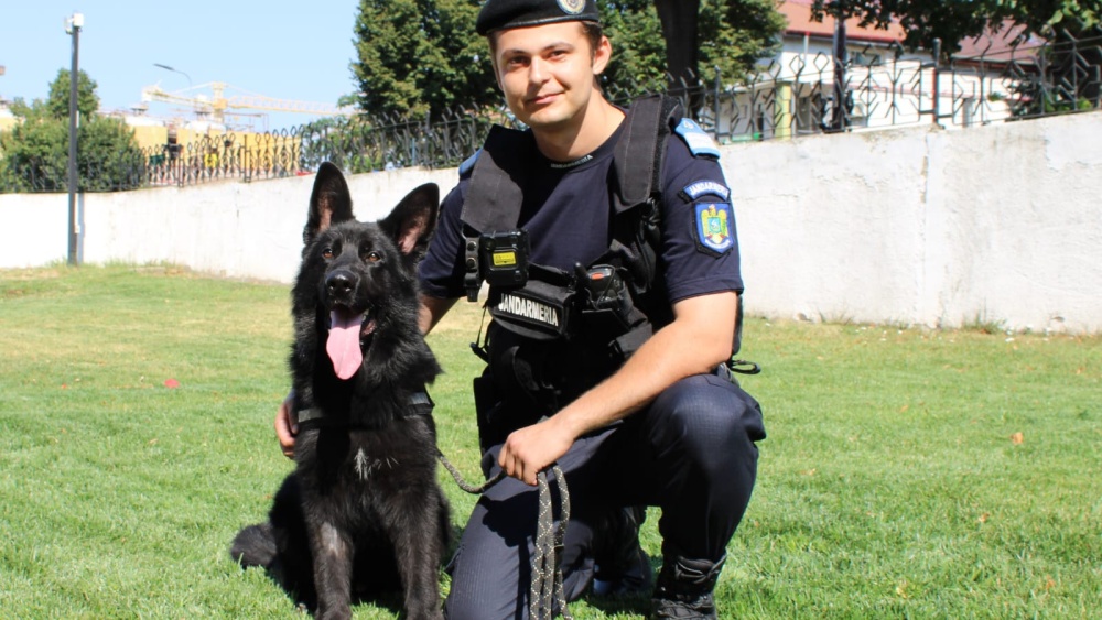Un căţel de 7 luni a intrat în echipa jandarmilor din Tulcea. Îl cheamă Loki Von Haus Matyas şi e un ciobănesc german