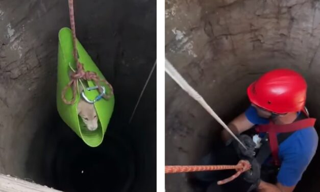 Un pui de căţeluş şi mama lui, salvaţi de pompieri dintr-o fântână secată