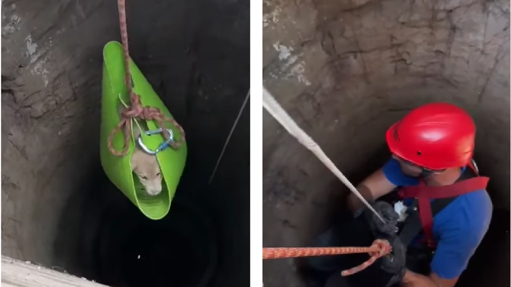 Un pui de căţeluş şi mama lui, salvaţi de pompieri dintr-o fântână secată