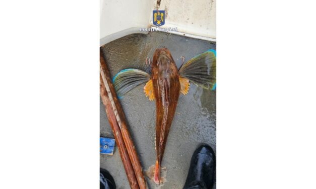Ohane pentru capturarea sturionilor, descoperite la Sulina. În plase, delfini, păstrugi şi o rândunică de mare
