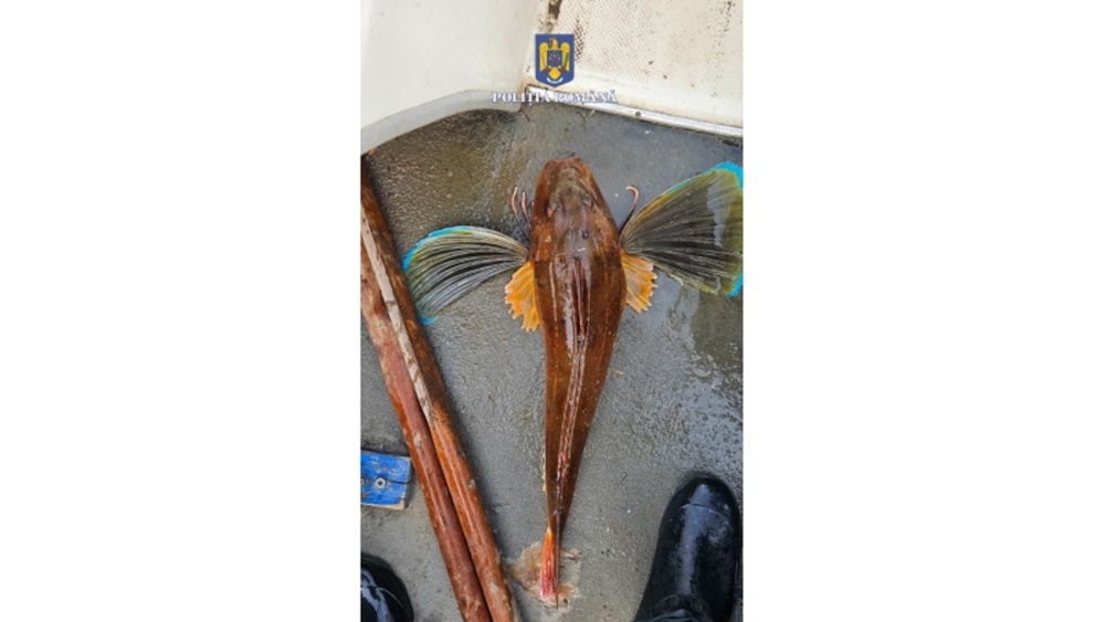Ohane pentru capturarea sturionilor, descoperite la Sulina. În plase, delfini, păstrugi şi o rândunică de mare