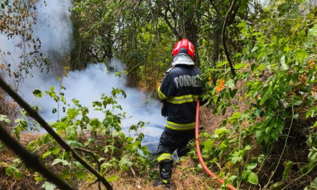 Incendiu de vegetaţie uscată şi fond forestier în zona Sireasa din Delta Dunării