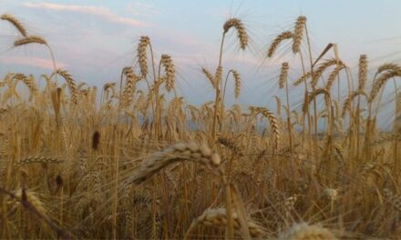 Preţurile medii ale principalelor produse agricole pentru anul 2025 în judeţul Tulcea, modificate pe minus